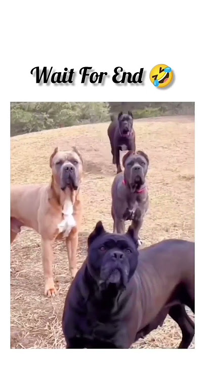 Download lagu manishtamolimk#trending #comedy #status #video#