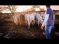 MUITA VARIEDADE NA FEIRA DE GADO EM CARUARU PE!! TERÇA FEIRA 09/08/2022