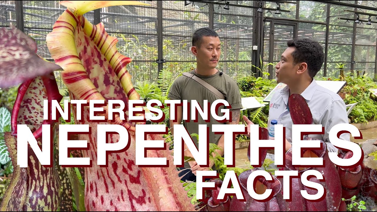 NEPENTHES - carnivorous pitcher plants introduction and nerdy facts with Yudhistira @kebunraya_id