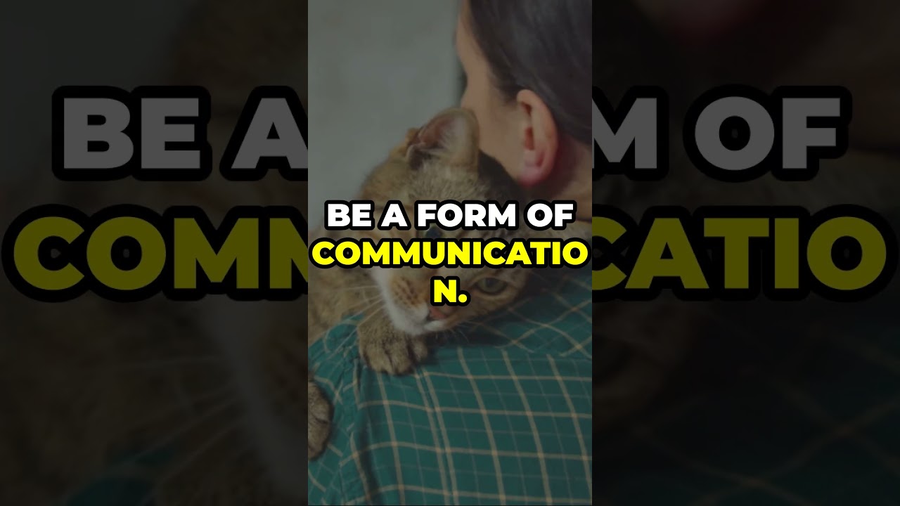 Why Do Cats Purr The Science Behind! 