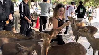Tanya and deers in Nara Deer Park, Nara, Japan, very funny