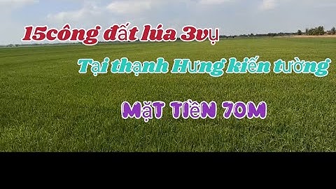 Chào bán 15cong đất lúa 3vụ Tại xã thạnh Hưng Kiến tường Long An Wt☎️0335535649 #bđsmientay