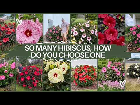 🌺 The Ultimate Hardy Hibiscus Comparison: 15 Varieties Side by Side