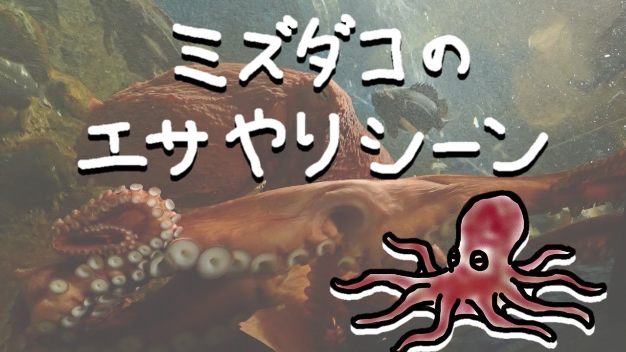 ミズダコのエサやりシーン Youtube