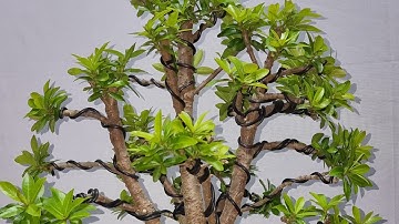 Làm cây nhiều thân chia sẻ bà con | Bonsai và Sáng tạo