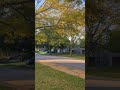 Mr squirrel looking for breakfast 🐿️ among Honey Locust Trees