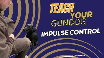 Teach Your Gundog Impulse Control (plus a lot more!)