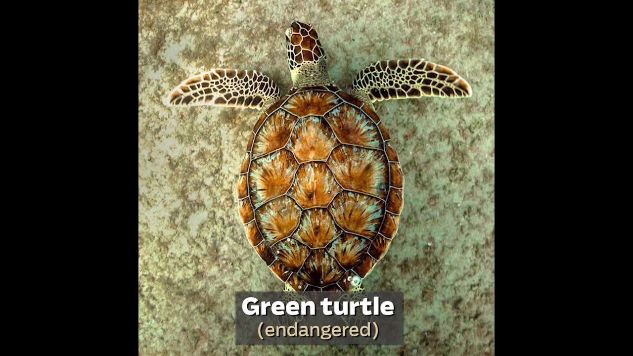 Video Florida's endangered species YouTube