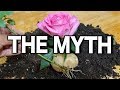 Growing Rose Cuttings In a Potato Debunking the Myth