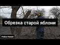 Обрезка старой яблони весной (зимой) 🍎🍏