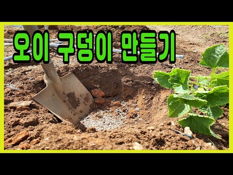 오이.참외구덩이 만들기.오이.참외심는방법.오이.참외재배방법.오이.참외심기