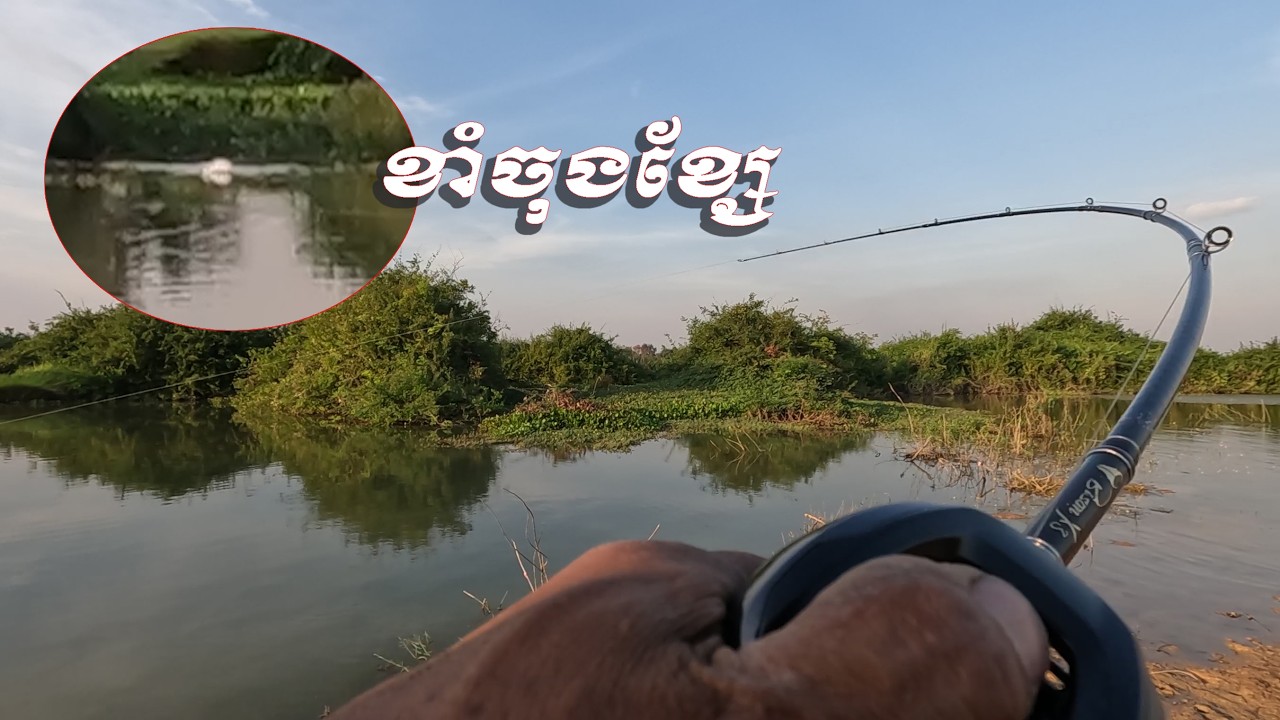 បបក់ត្រីកំសាន្ត​ Everyday bass fishing and snakehead fishing in the lake