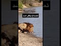 تمساح يقتل اسد تمساح يقتل اسد