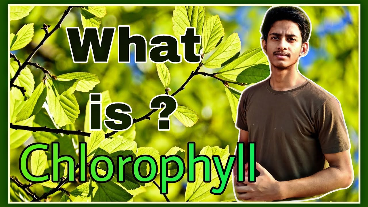 Chlorophyll in Hindi What is Chlorophyll ? YouTube