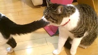 HOLDING YOUR LAUGH while watching this is IMPOSSIBLE! - Super FUNNY ANIMAL compilation