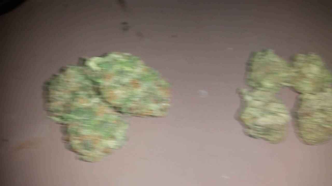 Girl Scout Cookies!! (cali) vs OG Kush!! (michigan)