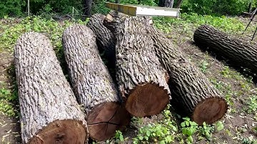 Milling 3 Walnut Logs Into Slabs Part 1