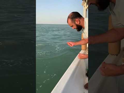 حداق شماهي صيد البحر الكويت    
