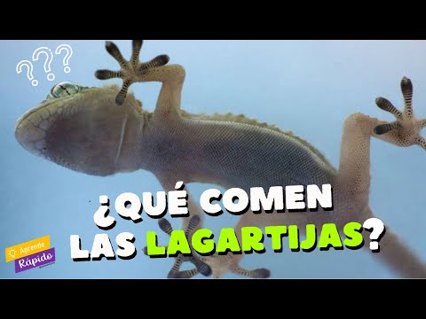 Video: Lagarto verde ¿cómo se llama? ¿Qué comen los lagartos verdes?