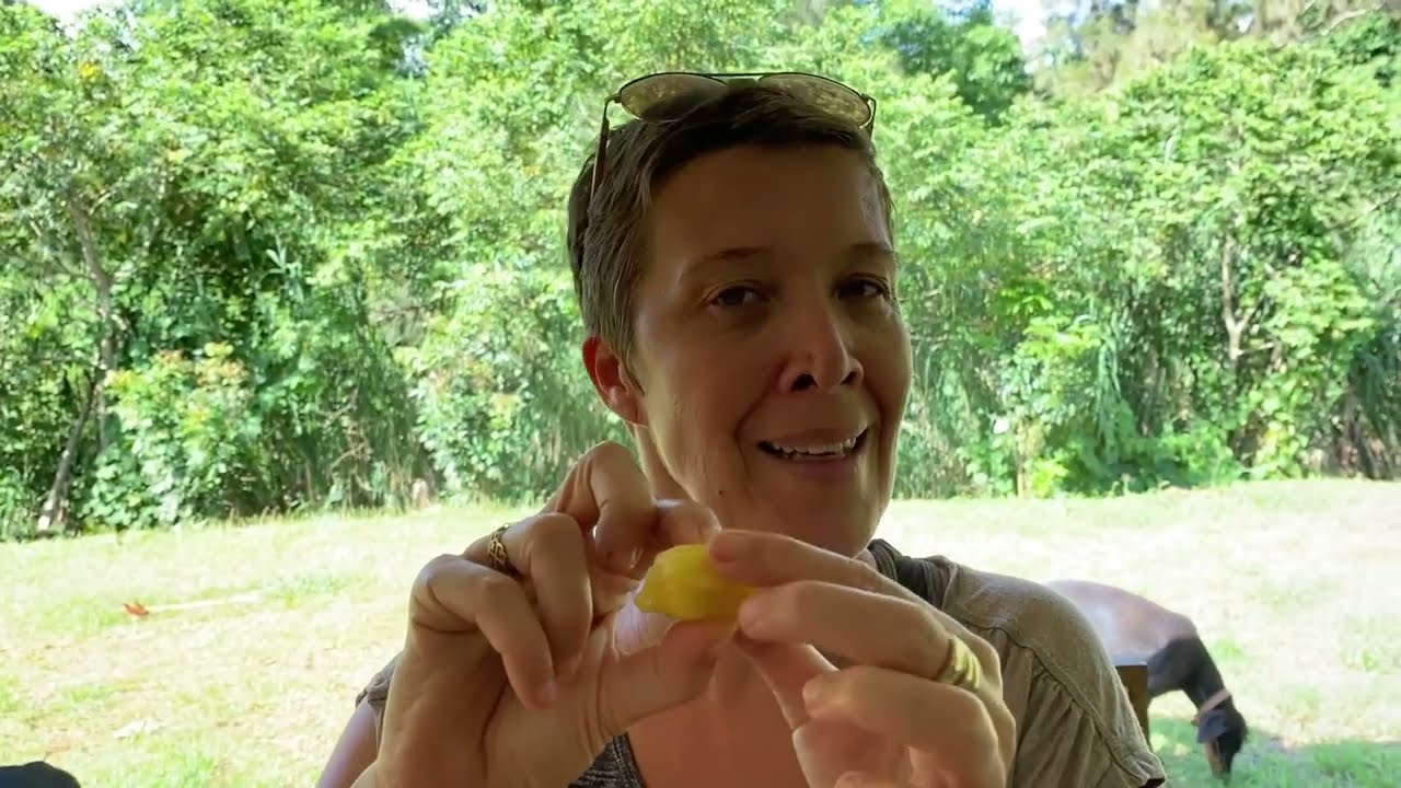 Dégustation de différents Jacque