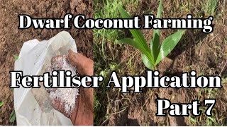 Dwarf Coconut Farming Part 7 How to Fertilize Newly planted Tacunan Coconut Trees