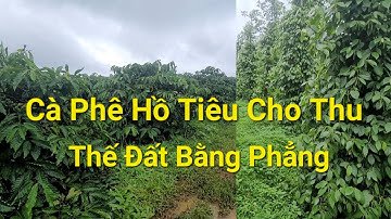 (Số 975)Vườn Cà Phê Đẹp Cho Thu Ngay Sẵn Nhà Ở Thế Đất Bằng Phẳng Kín Gió #bđs #thinhhanh #muabandat