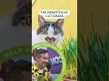 The Benefits of Cat Grass with Dr. Matt McGlasson