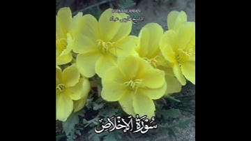 سورة الإخلاص | الشيخ فارس عباد،استغفر الله العظيم واتوب اليه، تلاوه خاشعه😍(3)