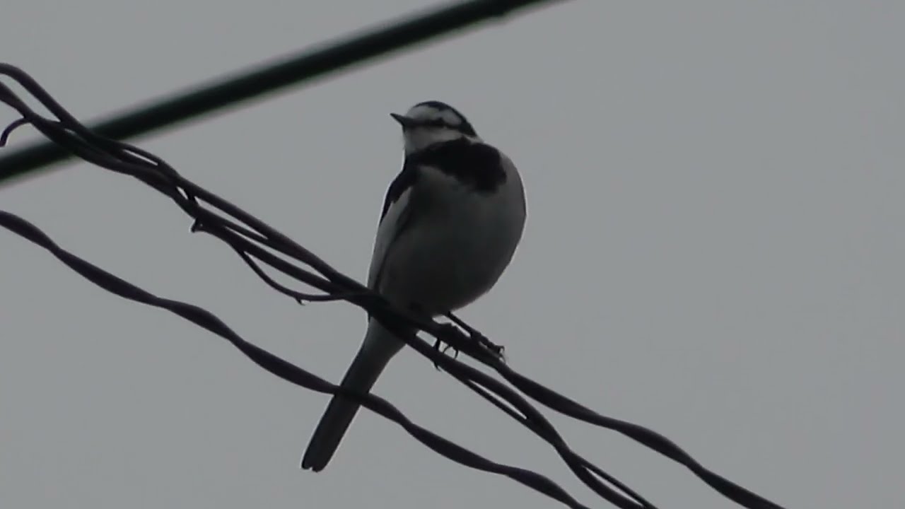 Bergeronnette lugubre- White Wagtail (lugens)