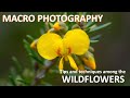 MACRO PHOTOGRAPHY: Tips and techniques among the wildflowers