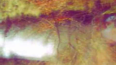 Harold Budd/Brian Eno - Late October