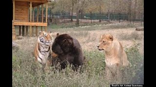 Bear, Lion & Tiger (BLT)