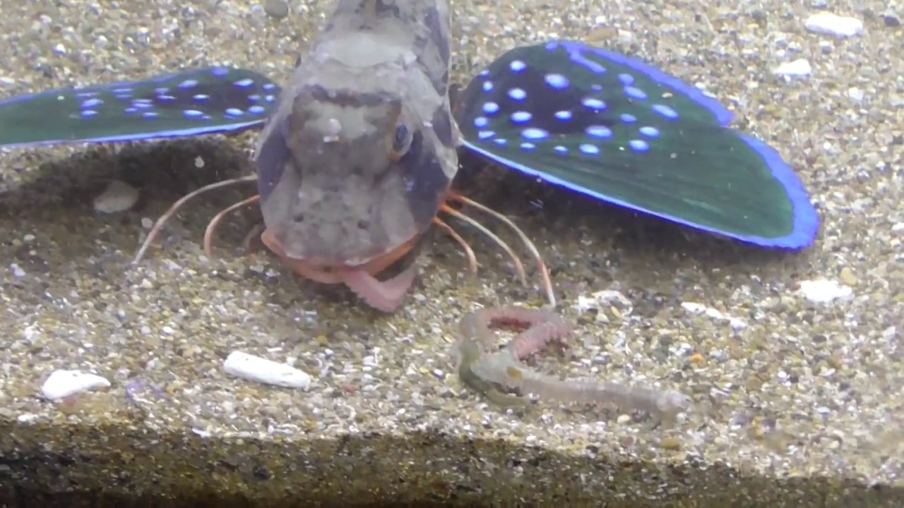 ホウボウが羽根を広げて青イソメ捕食するシーン 海水魚飼育食事映像 和歌山釣太郎 Youtube