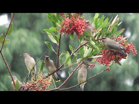 Video: Toyon Plant Facts - Lär dig om Toyon-odlingsförhållanden i landskapet