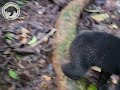 Chasing Pitang: A Bear-y Energetic Adventure!