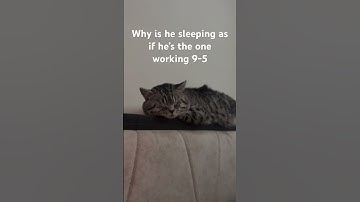 My cat snoring as if he he works a 9-5 ! #littlenap #napping #sleepytime #cat