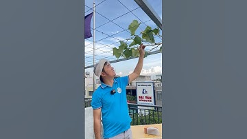 ♻️Hướng Dẫn Cắt Tạo Cành Cấp II Cho Cây Nho 🍇 Ra Hoa Đậu Trái. #thotrongcay #trainhogiongkhoi