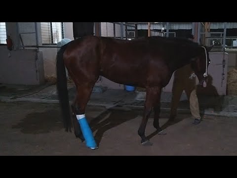 Video: Broken Bones In Horses
