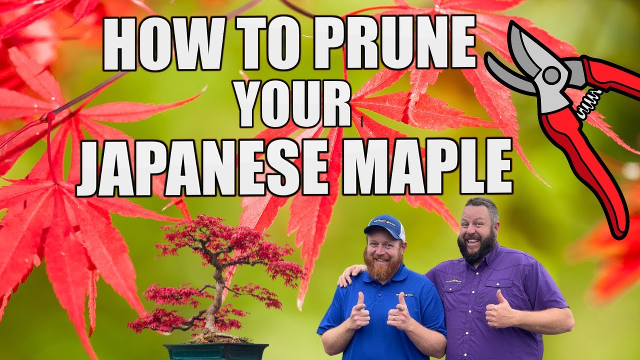 How To Prune A Japanese Maple | DIY Home & Garden | Pruning Podcast ...