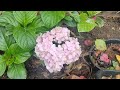 PLANTAS E A PERSEVERANÇA #reaproveitamento # plantas simples e bonitas.