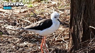 Inspiring Bird Having A Nice Day