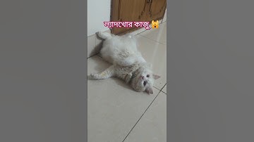 Super Lazy Cat! #cat #catlover #pets #shorts #animallover