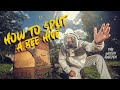 How to split a bee hive  and relocate your bees