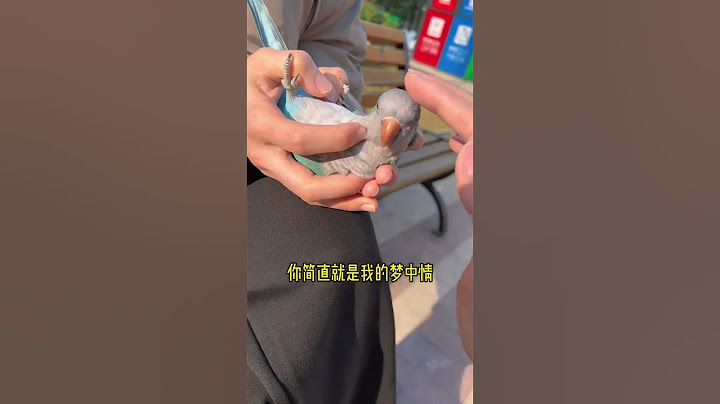 鸟被人说胖了，是不是需要减肥啊？#funnyvideo #pets #birds #parrot #animals #cute #funny #治愈#shorts
