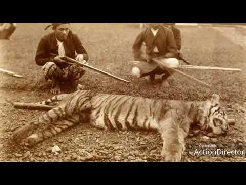 Video: Tyasasijský Tygr Se Vrací