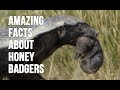 Top 20 amazing facts about honey badgers