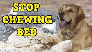 How to stop a dog from chewing his bed