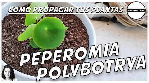 Como enraizar peperômia?