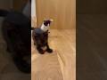 めっちゃ楽しいにゃ! #クッキー&クリーム #すくすく成長中 #にこねこ