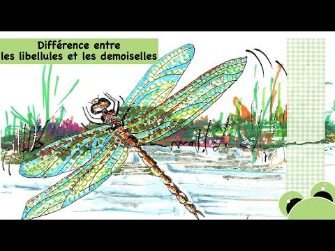 Vidéo: Combien de labres les sauterelles ont-elles ?